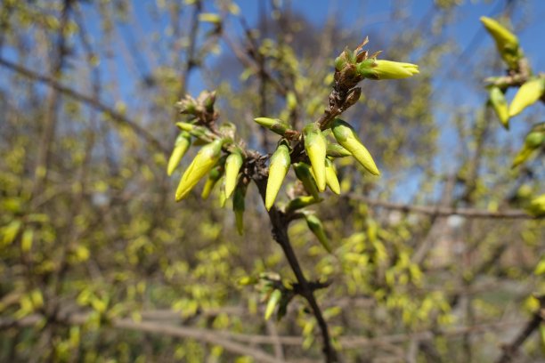 forsythia