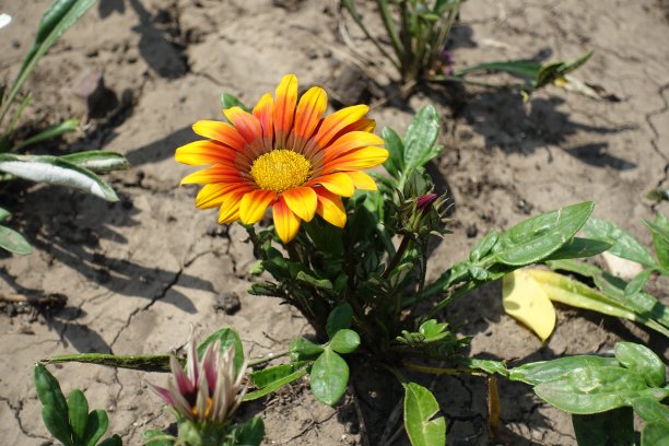 gazania
