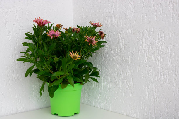 橙红色花朵条纹背景图案