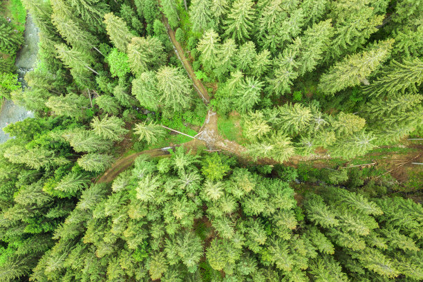 spruce