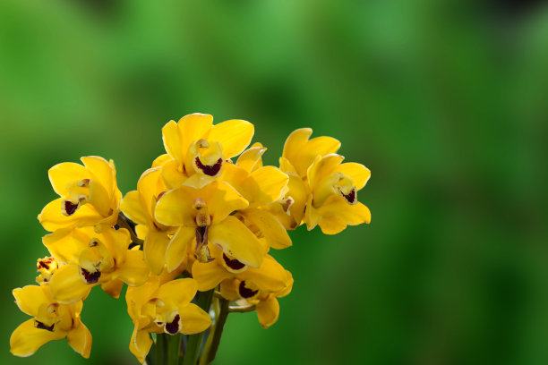cymbidium