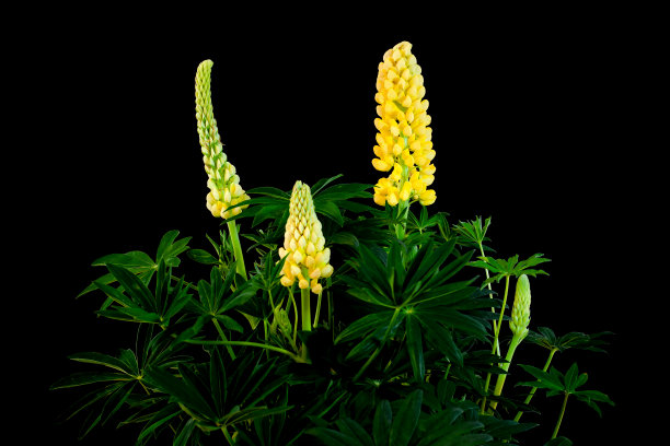 lupinus