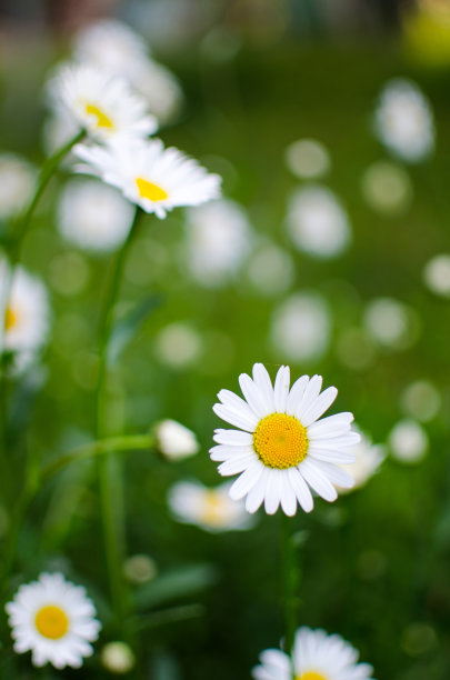 pyrethrum