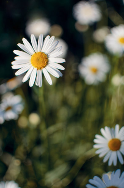 pyrethrum