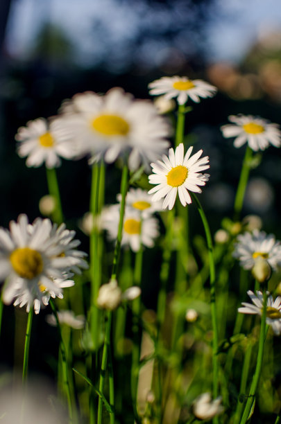 pyrethrum