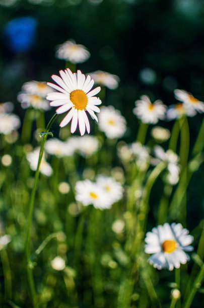 pyrethrum