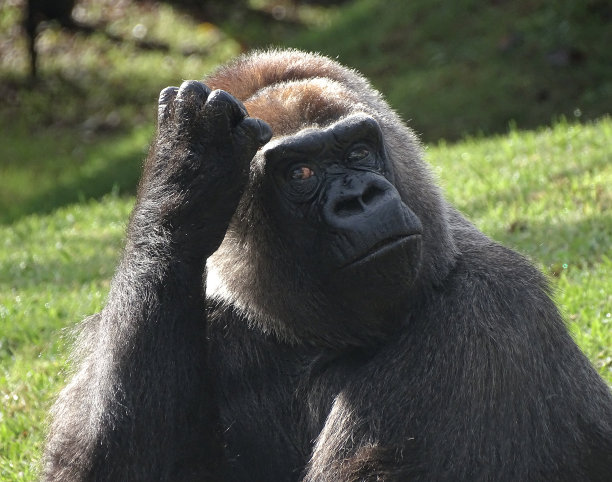 ape