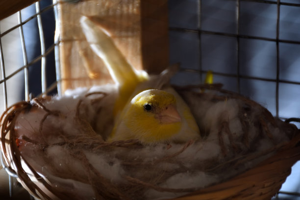 canary