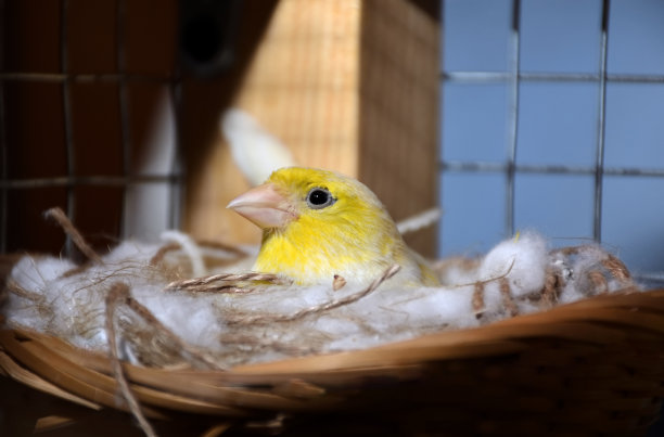 canary