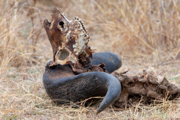 carrion