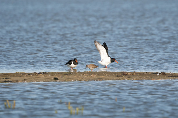 haematopus