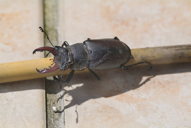 lucanus