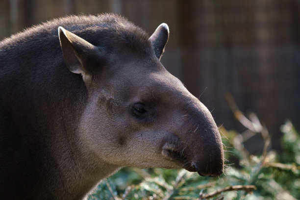tapir