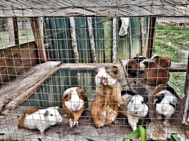 captivity