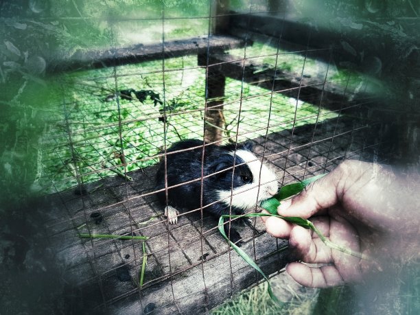 captivity