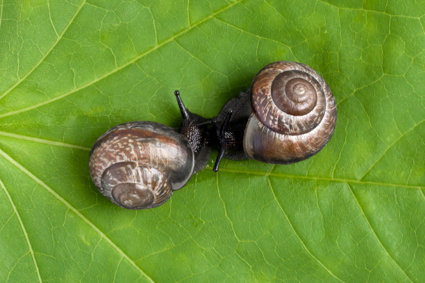 gastropod