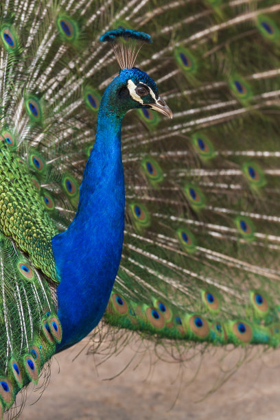 preen