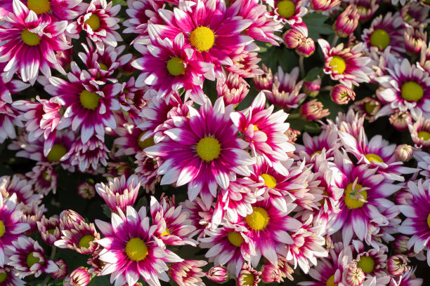 gazania
