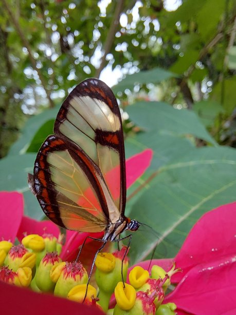 ornithoptera