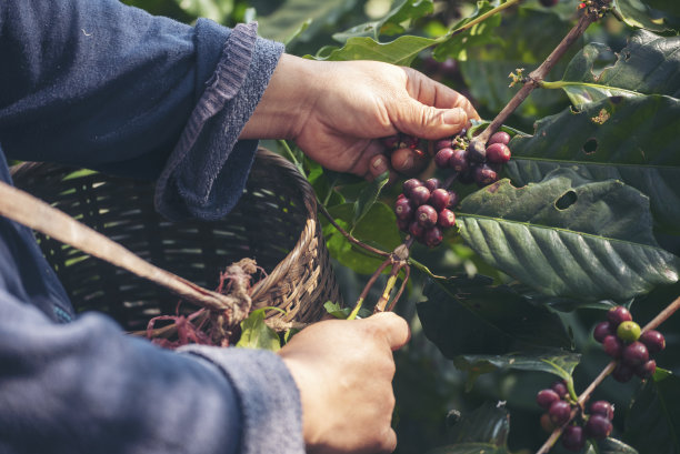 采摘咖啡豆