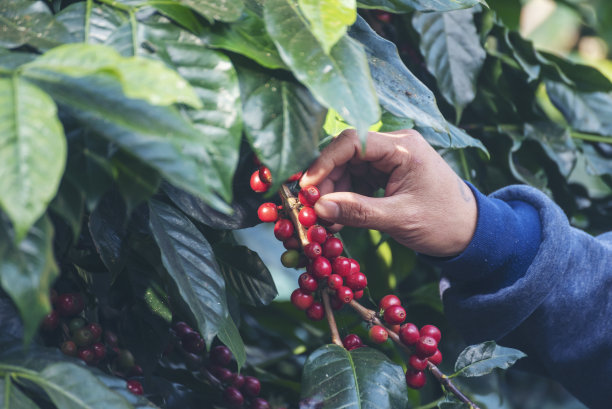 采摘咖啡豆