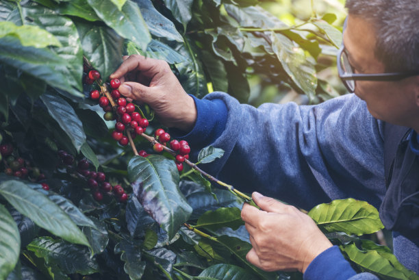 采摘咖啡豆