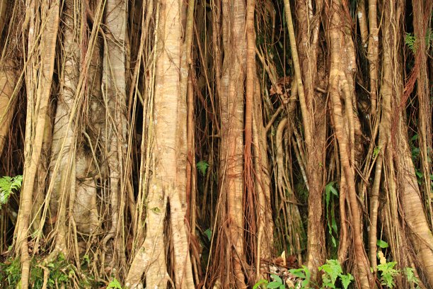 banyan