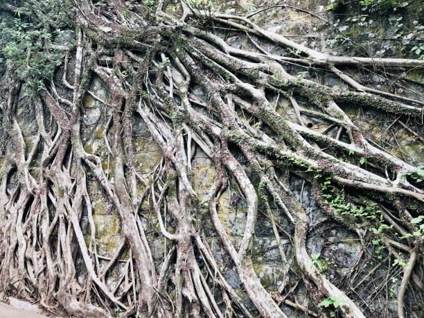 banyan