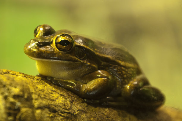 dendrobates