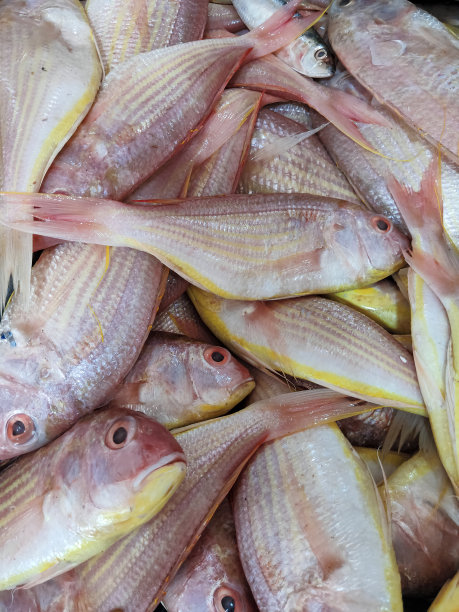 snapper