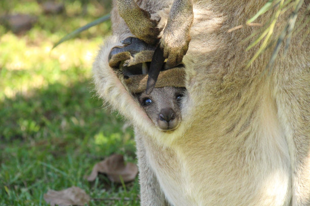 pouch
