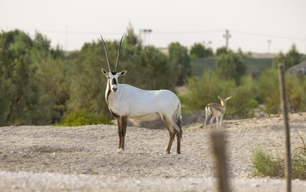 antelope