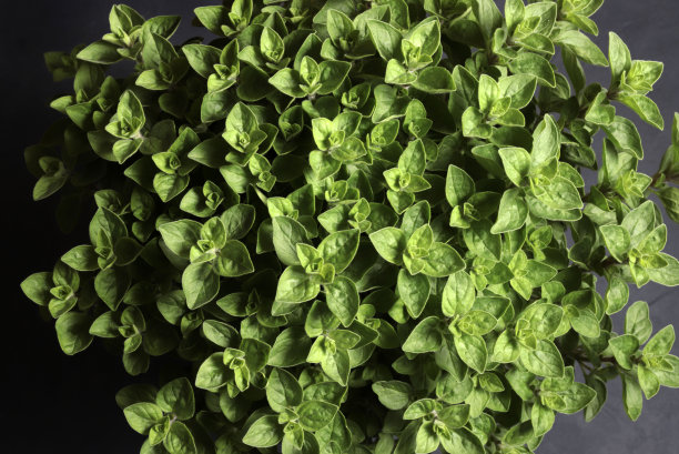 oregano