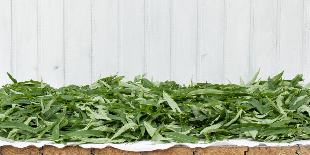 epilobium