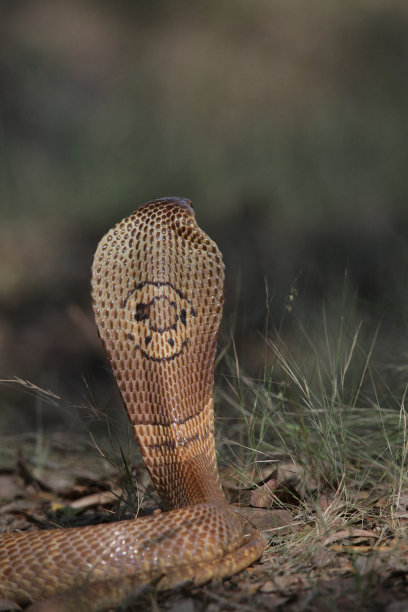 cobra