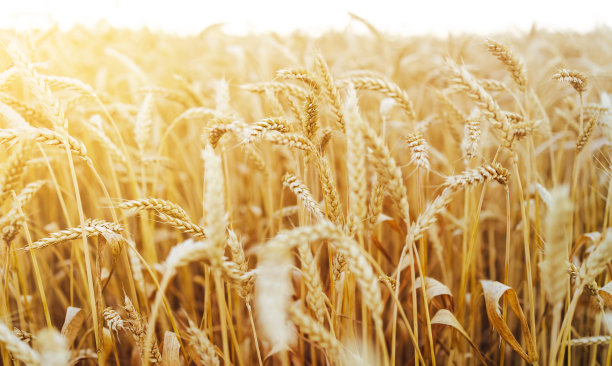 triticum