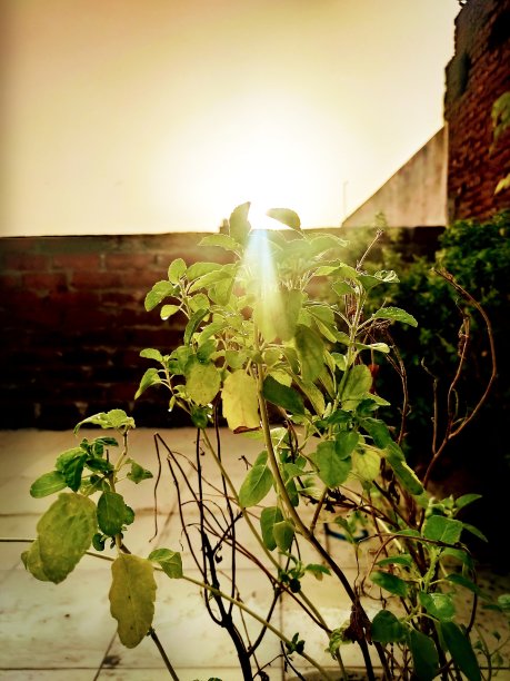 ayurveda