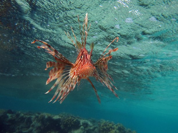 lionfish