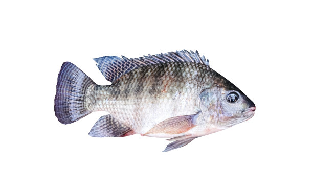 tilapia