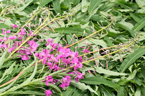 epilobium