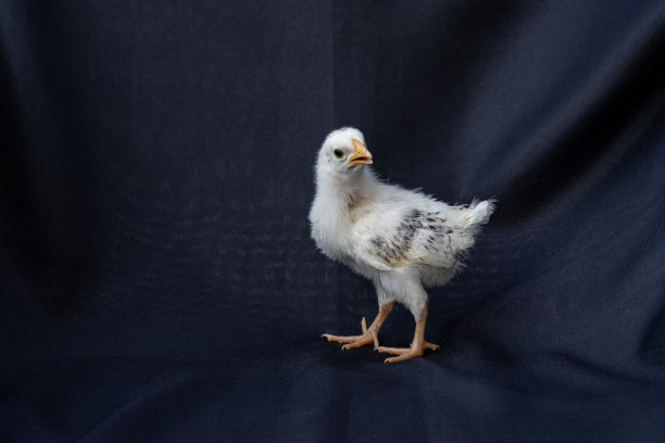 cock