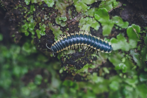 millipede