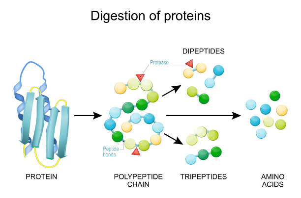 protein