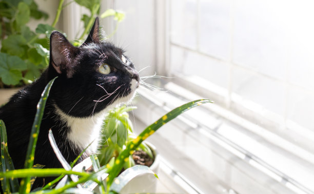 猫背景板图片大全 猫背景板设计素材 猫背景板模板下载 猫背景板图库 昵图网soso Nipic Com