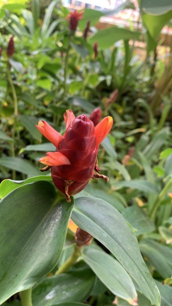 costus