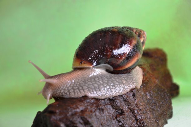 gastropod