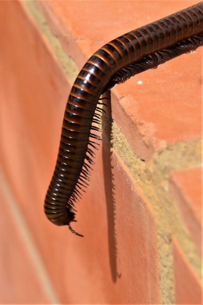 millipede