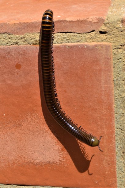 millipede
