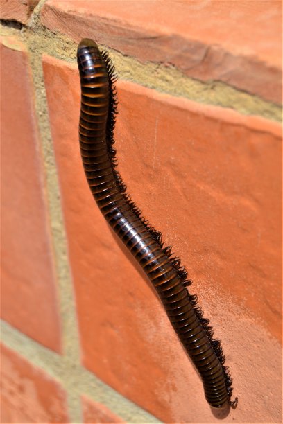 millipede