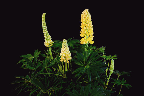 lupinus